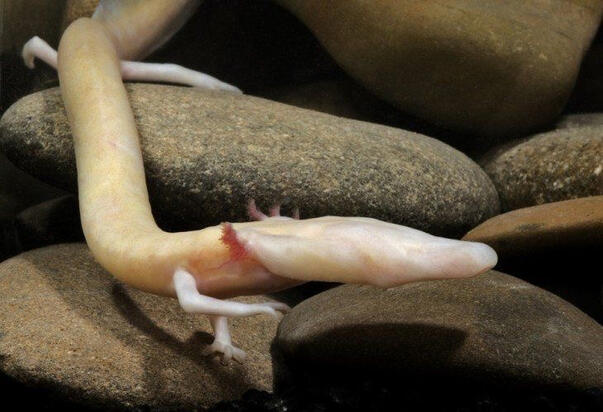 olm